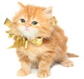 Red kitten with gold bow Royalty Free Stock Photo