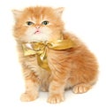 Red kitten with gold bow Royalty Free Stock Photo