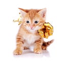 Red kitten with a gold bow. Royalty Free Stock Photo