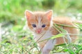 Red kitten on green grass Royalty Free Stock Photo