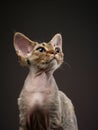 red kitten on a black background. Devon Rex cat Royalty Free Stock Photo