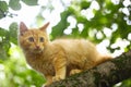 Red kitten hunting for birds on tree