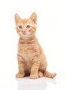 Red kitten looking straight forward at camera Royalty Free Stock Photo