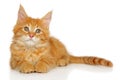 Red kitten Maine Coon on a white background