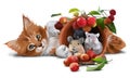 Red kitten, mice and small apples Royalty Free Stock Photo