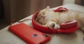 Red kitten music lover sleeps on red headphones. Nice comfortable home