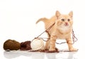 Red kitten playing clews of thread Royalty Free Stock Photo