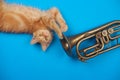 Red kitten playing with golden trumpet Royalty Free Stock Photo