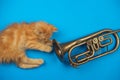 Red kitten playing with golden trumpet Royalty Free Stock Photo