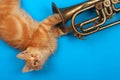 Red kitten playing with golden trumpet Royalty Free Stock Photo