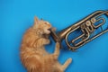 Red kitten playing with golden trumpet Royalty Free Stock Photo