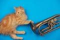 Red kitten playing with golden trumpet Royalty Free Stock Photo