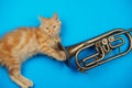Red kitten playing with golden trumpet Royalty Free Stock Photo