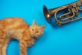 Red kitten playing with golden trumpet Royalty Free Stock Photo