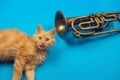 Red kitten playing with golden trumpet Royalty Free Stock Photo