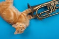 Red kitten playing with golden trumpet Royalty Free Stock Photo