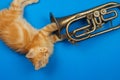 Red kitten playing with golden trumpet Royalty Free Stock Photo