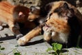 Red kitten playing with her mother. Tricolor cat on the street messing with your child. Cat games in the summer on the green grass Royalty Free Stock Photo