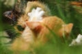 Red kitten playing with her mother. Tricolor cat on the street messing with your child. Cat games in the summer on the green grass Royalty Free Stock Photo