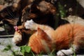 Red kitten playing with her mother. Tricolor cat on the street messing with your child. Cat games in the summer on the green grass Royalty Free Stock Photo