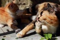 Red kitten playing with her mother. Tricolor cat on the street messing with your child. Cat games in the summer on the green grass Royalty Free Stock Photo