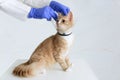Red kitten in protective collar at a reception in veterinary clinic