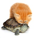 Red kitten with sea turtle