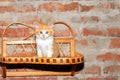 red kitten sits on a wicker shelf against a brick wall. Cute pets