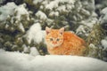 Red kitten sitting on the snow Royalty Free Stock Photo