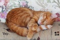 Red Kitten Sleeping on the Sofa Royalty Free Stock Photo