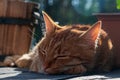 Red kitten sleeping on the terrace, sweet dream of a pet a Royalty Free Stock Photo