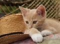 RED KITTEN AND STRAW HAT ON THE BENCH Royalty Free Stock Photo