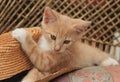 RED KITTEN AND STRAW HAT ON THE BENCH Royalty Free Stock Photo