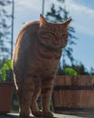 Red kitten stretches like a cat arching its back after a sweet sleep a Royalty Free Stock Photo