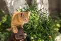 Red kitten on a stump on a sunny summer day in the park. in full growth. kitten is hunting, the kitten is ready to jump