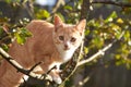 Red kitten on a tree in the afternoon Royalty Free Stock Photo