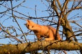 Red kitten on a tree. cat plays and climbed a tree. Royalty Free Stock Photo