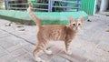 red kitten walking outdoors, pets, animal