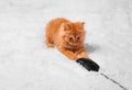 Red kitten on a white background plays looks lies Royalty Free Stock Photo