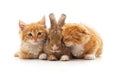 Red Kittens And Bunny.