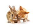 Red kitty and bunny Royalty Free Stock Photo