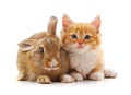 Red kitty and bunny Royalty Free Stock Photo