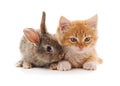 Red kitty and bunny Royalty Free Stock Photo