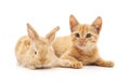 Red kitty and bunny. Royalty Free Stock Photo