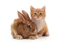 Red kitty and bunny. Royalty Free Stock Photo