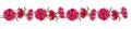 Red knapweed flowers in a line floral arrangement isolated