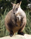 Red knecked Wallaby Royalty Free Stock Photo