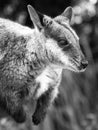 Red knecked Wallaby Portrait Royalty Free Stock Photo