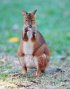 Red knecked wallaby, queensland, australia Royalty Free Stock Photo