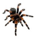 Red knee tarantula